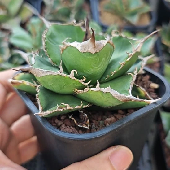 大甲盖仁王冠龙舌兰