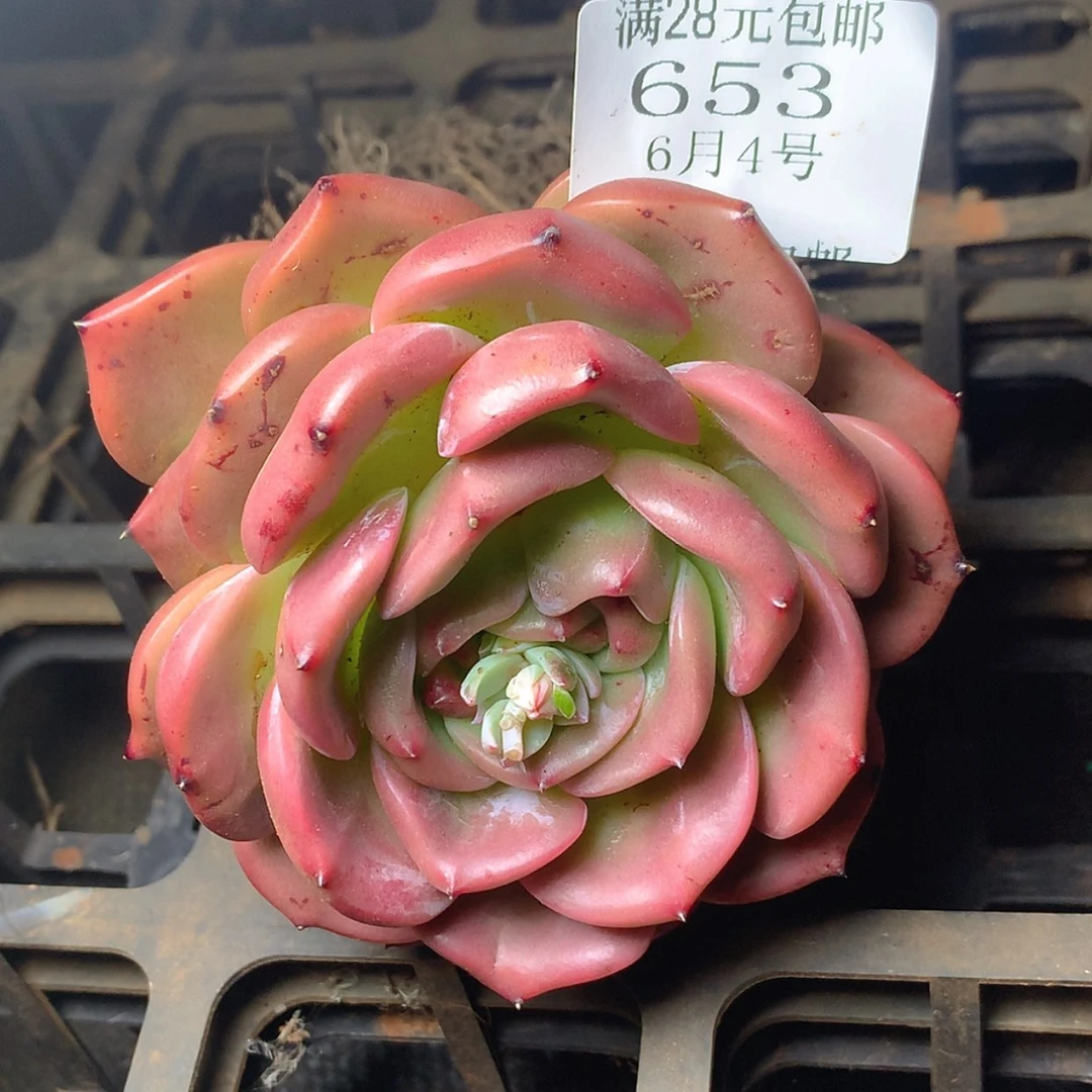 【闪购商品】与***飞云653号