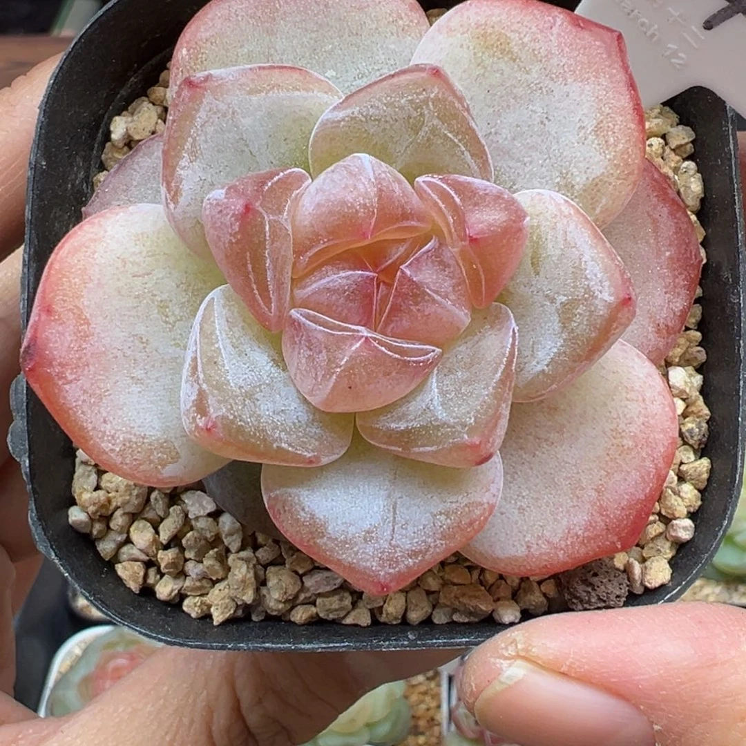 314号果汁软糖晗雨多肉