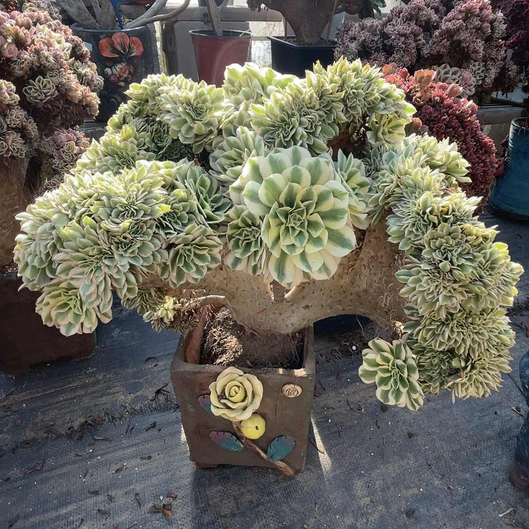 【闪购商品】无花朵迈巴赫