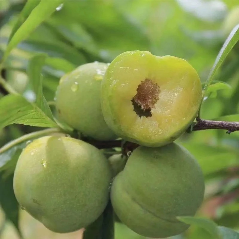 贵州安顺正宗青脆脱骨李应季新鲜水果