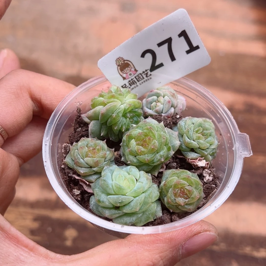 小*天多肉植物多肉植物