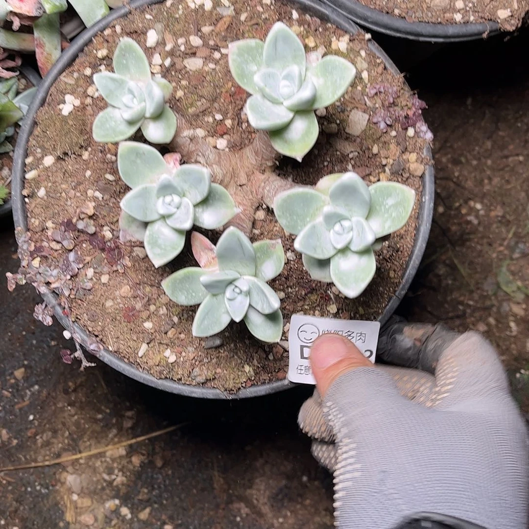 天**心2392泡芙仙女杯多肉