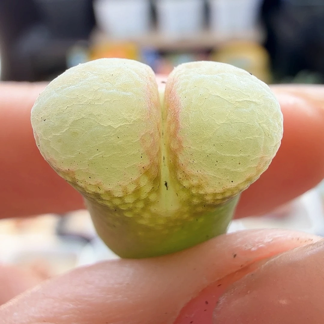 2.19.58/粉色泡泡窗风铃母本/多肉植物