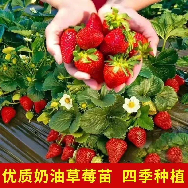 奶油秧苗盆栽四季可种适合阳台种植易活带土带盆