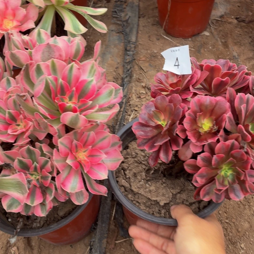 大粉女巫10棚+美杜莎一物一拍