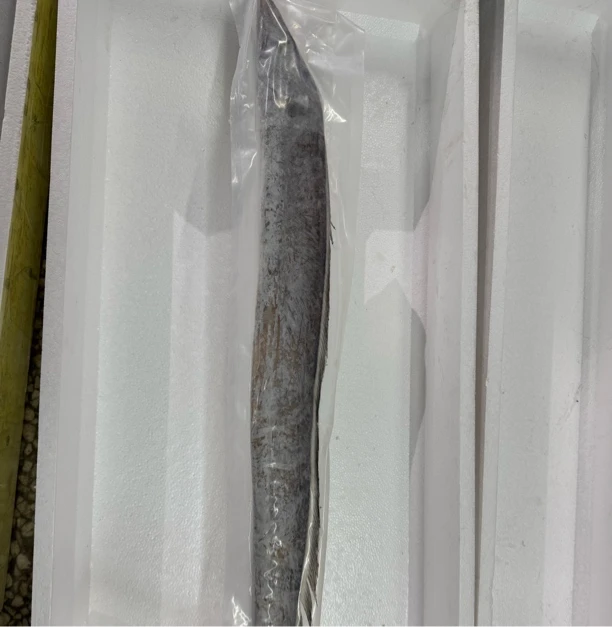 福利价大连杏树屯本地野生渤海刀鱼有残破肚划皮介意慎拍4.5斤4条