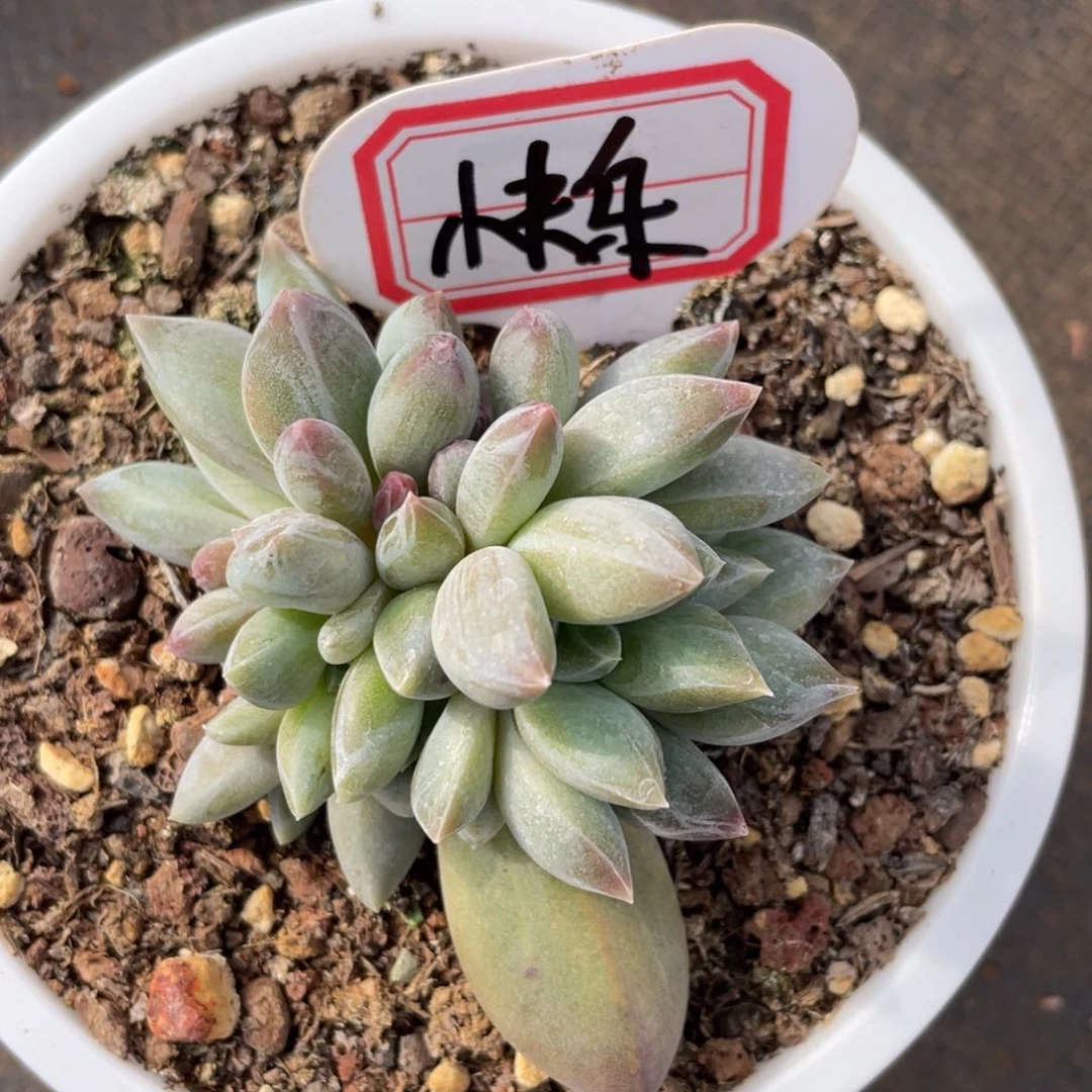 快***草姐姐真的要笑成