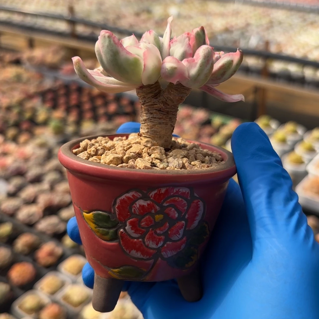 双头老桩伯克利锦