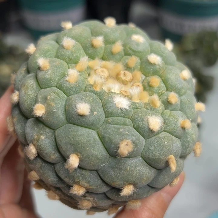 833 可帮发根可发货