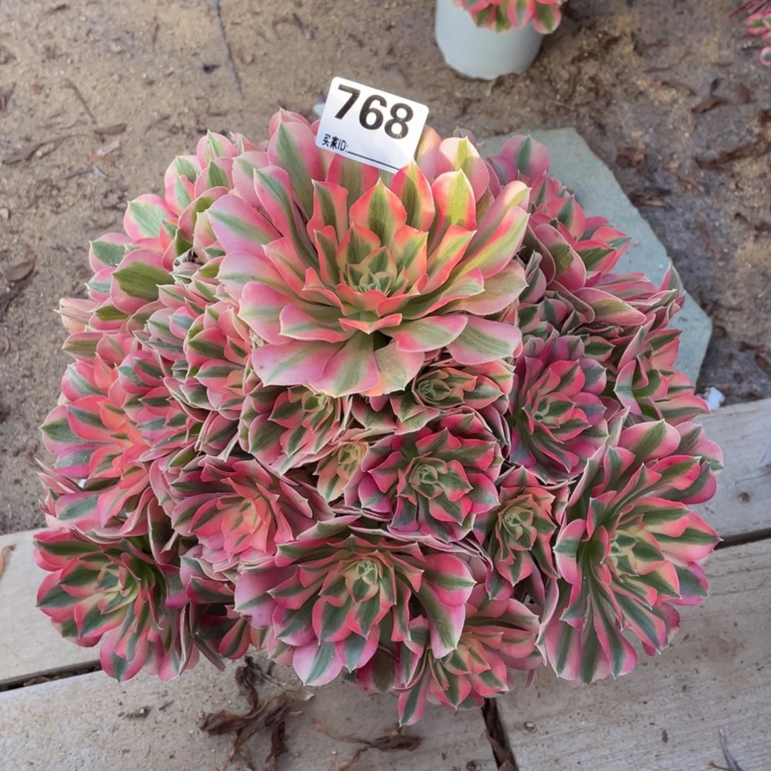 768粉女巫多肉植物手捧
