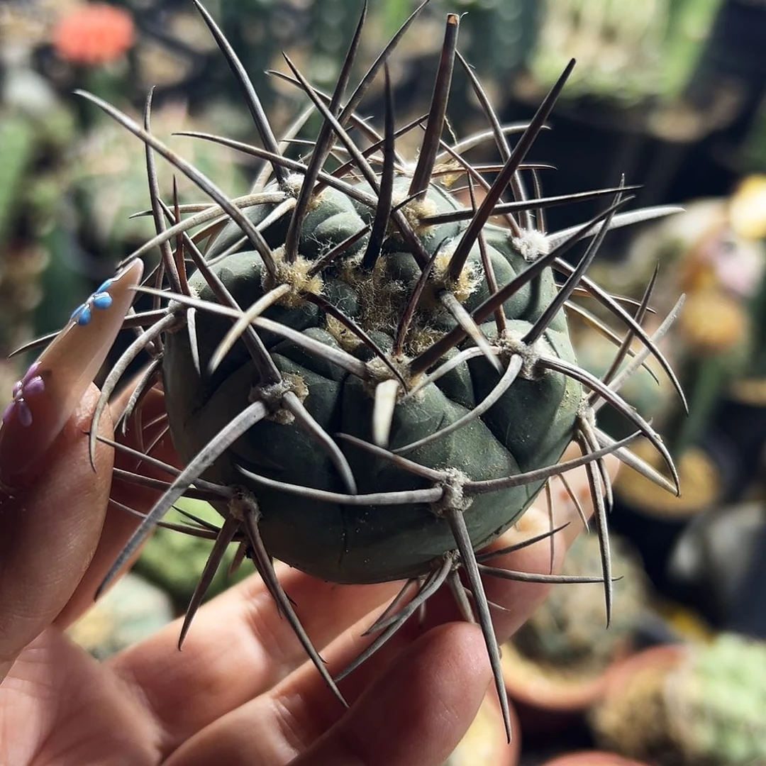 天平瑕疵福利仙人球