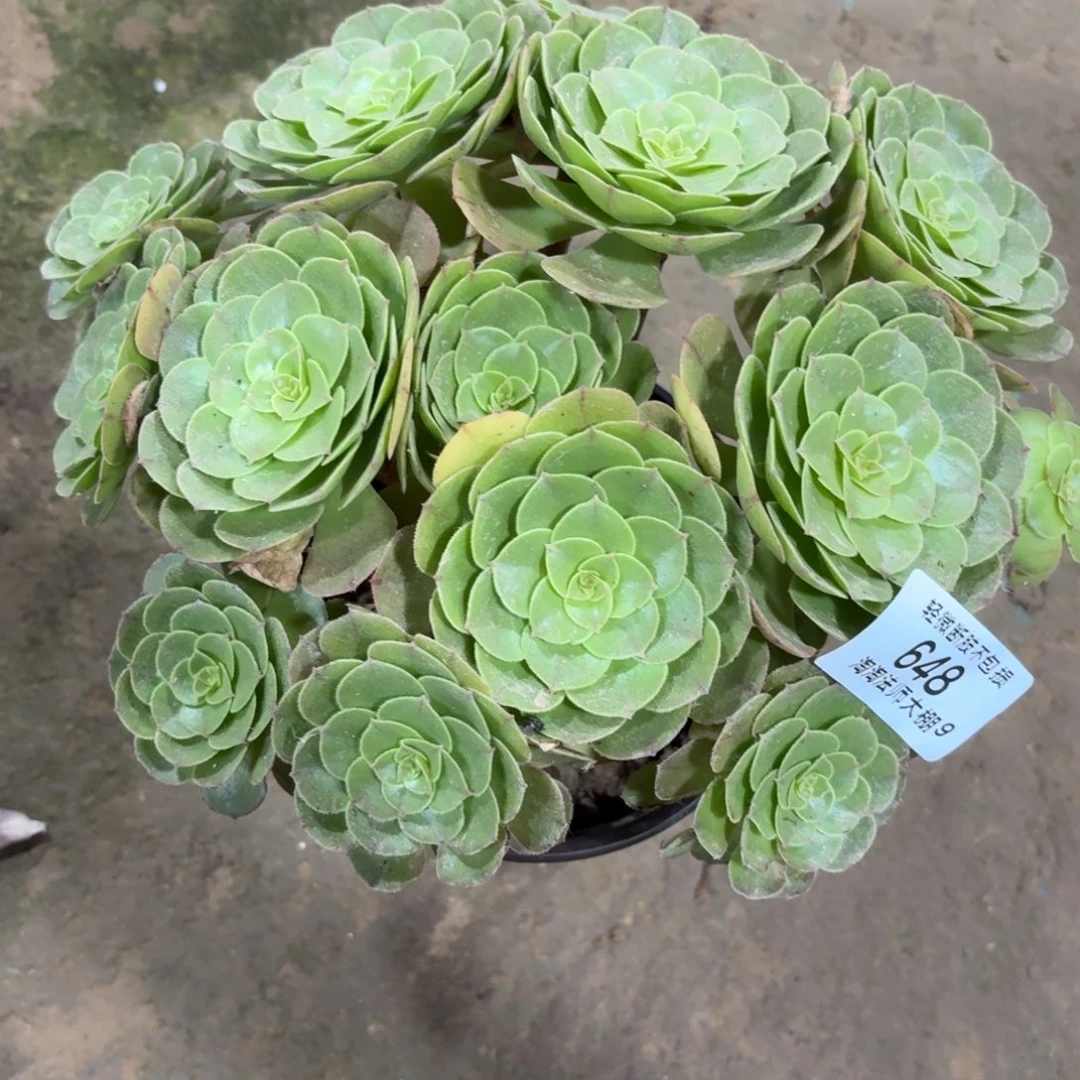 648万圣节丛林多肉植物
