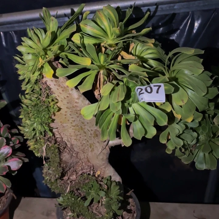 207夕颜多肉植物不售后中班