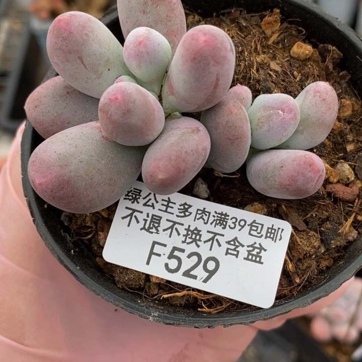 米可6cm529多肉植物