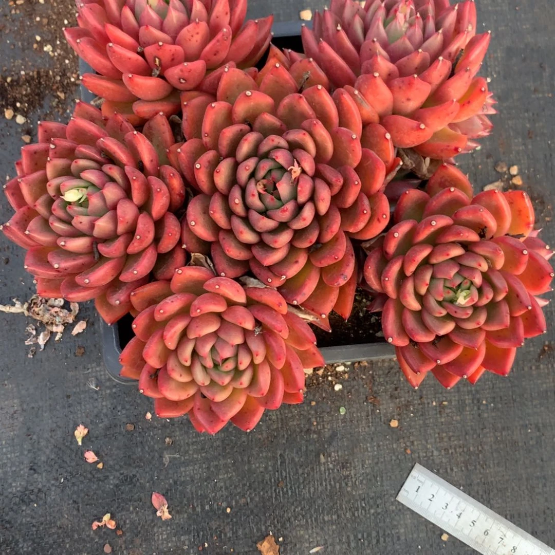 3274杂交精品基地23厘米