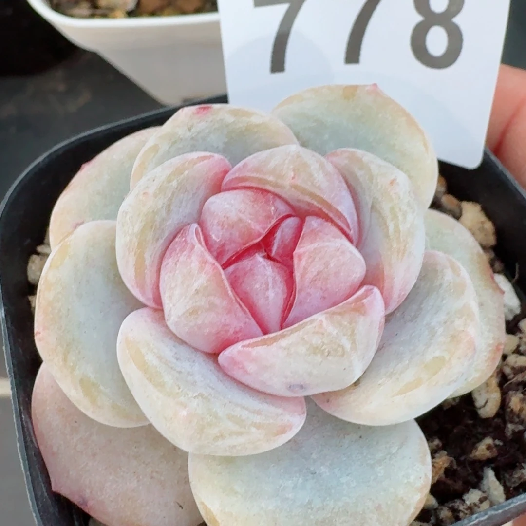 天使宝贝         精品多肉