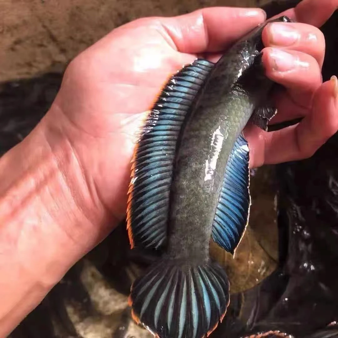 南鳢彩虹雷龙鱼观赏鱼冷水鱼龙鱼凶猛七彩雷龙淡水活体雷龙鱼包邮