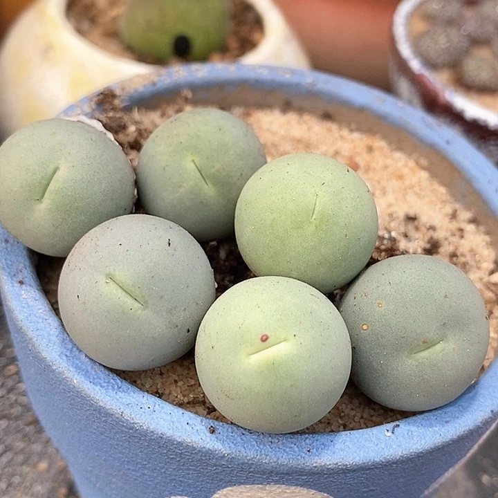 22529大鸽子蛋母本一颗