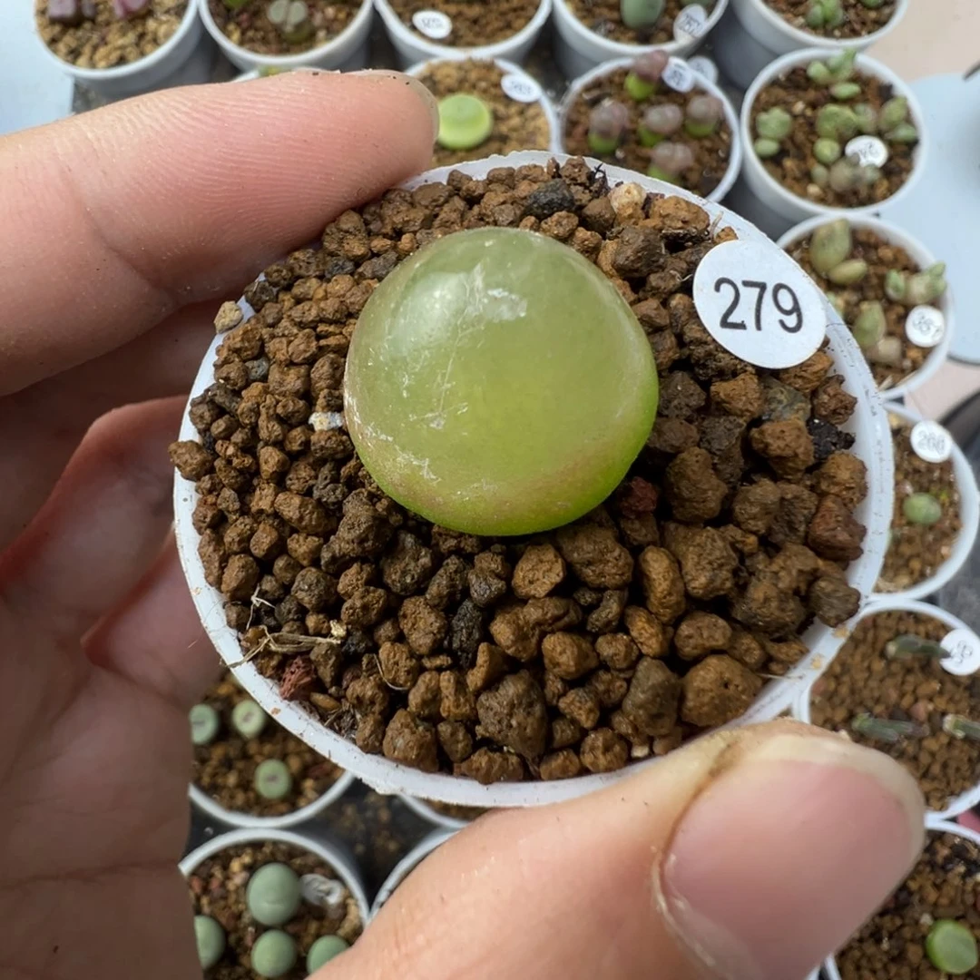 灯泡一颗脱土2790000