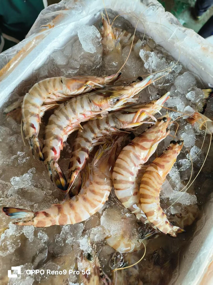 【大表哥】新鲜海捕九结虾（海捕方式不一样，当天海鲜时价，不退差价）