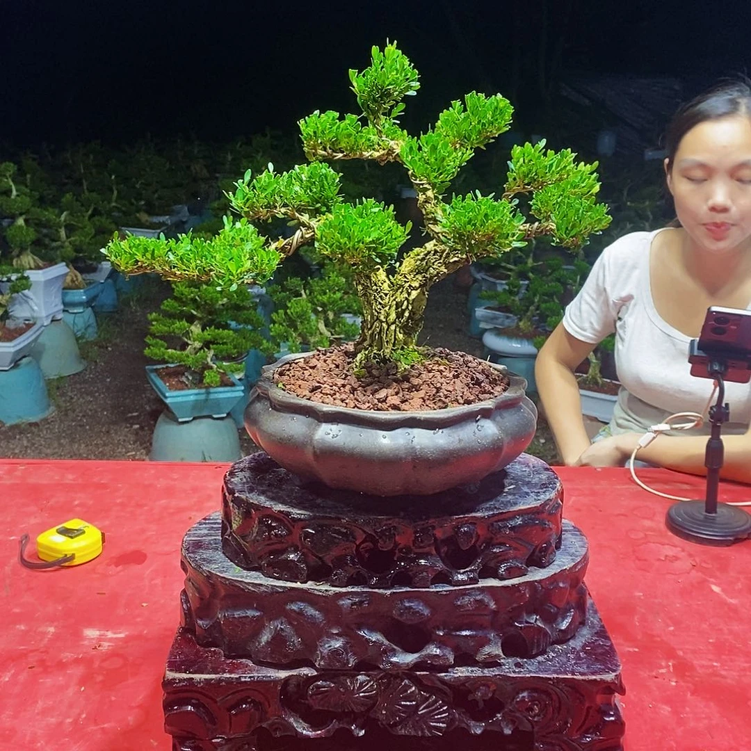 当前无花朵，栽培后可花朵