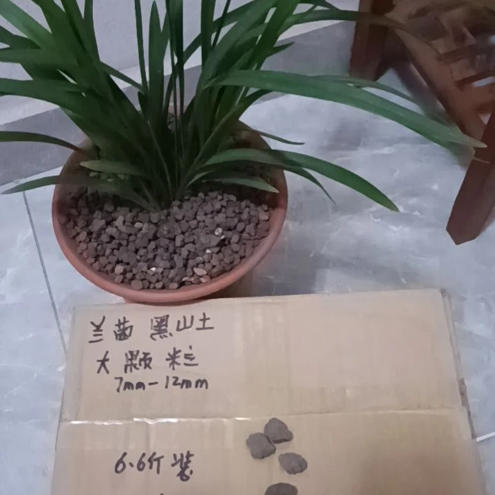 大***酒兰菌颗粒大颗粒6.6斤