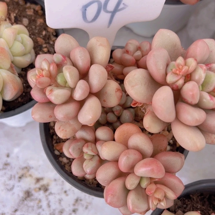 健健康康平平安安