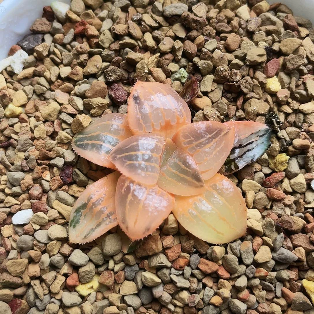 香瓜岛锦糊斑（亲旨姬）