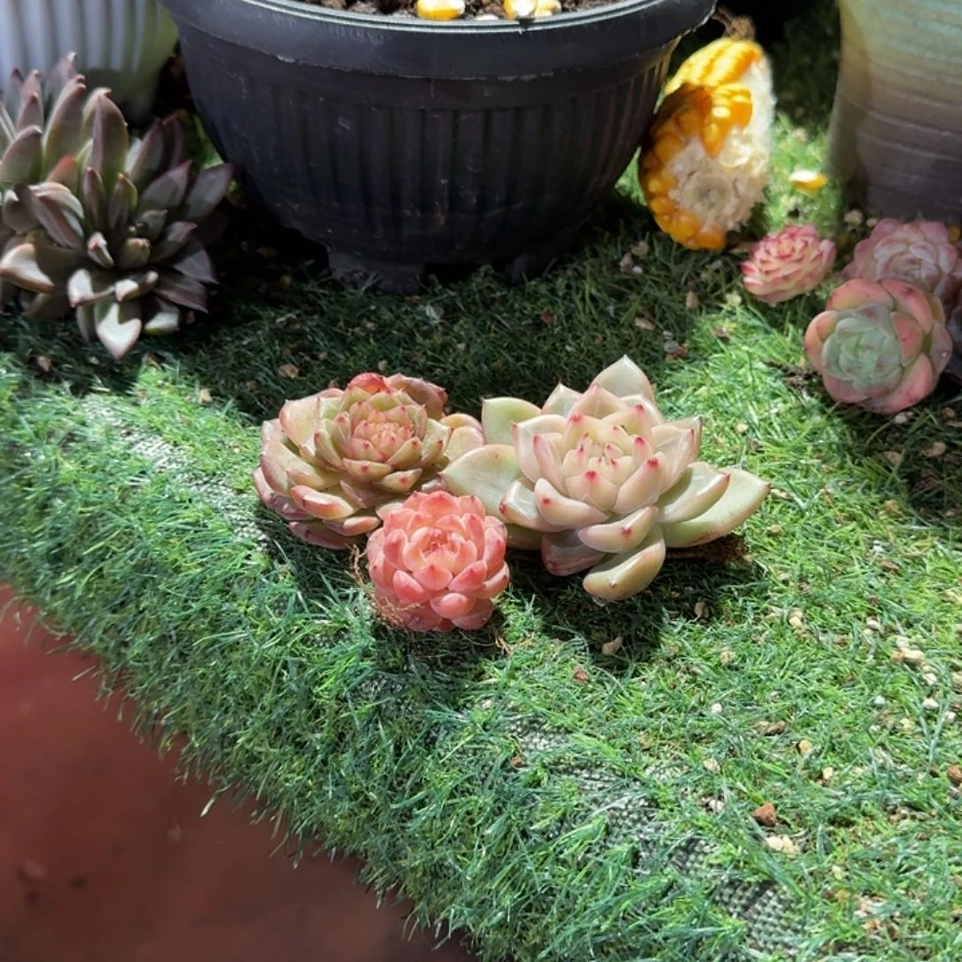 酷***多多多爱吃螺蛳粉加脚