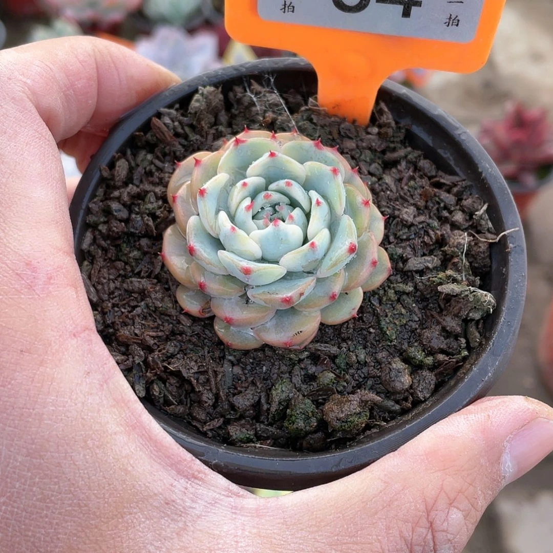 【闪购商品】34号的