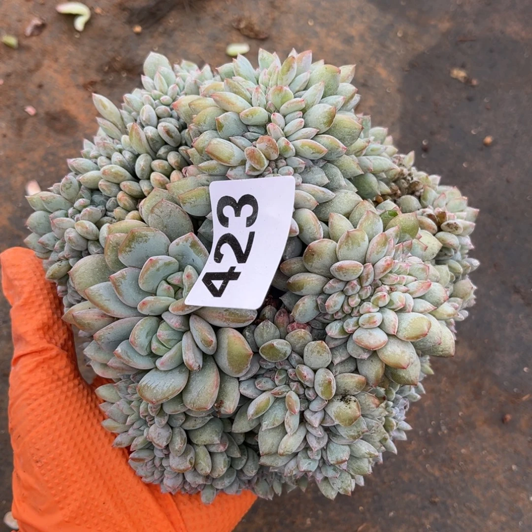 暗***瑰423号  有瑕疵00000000000