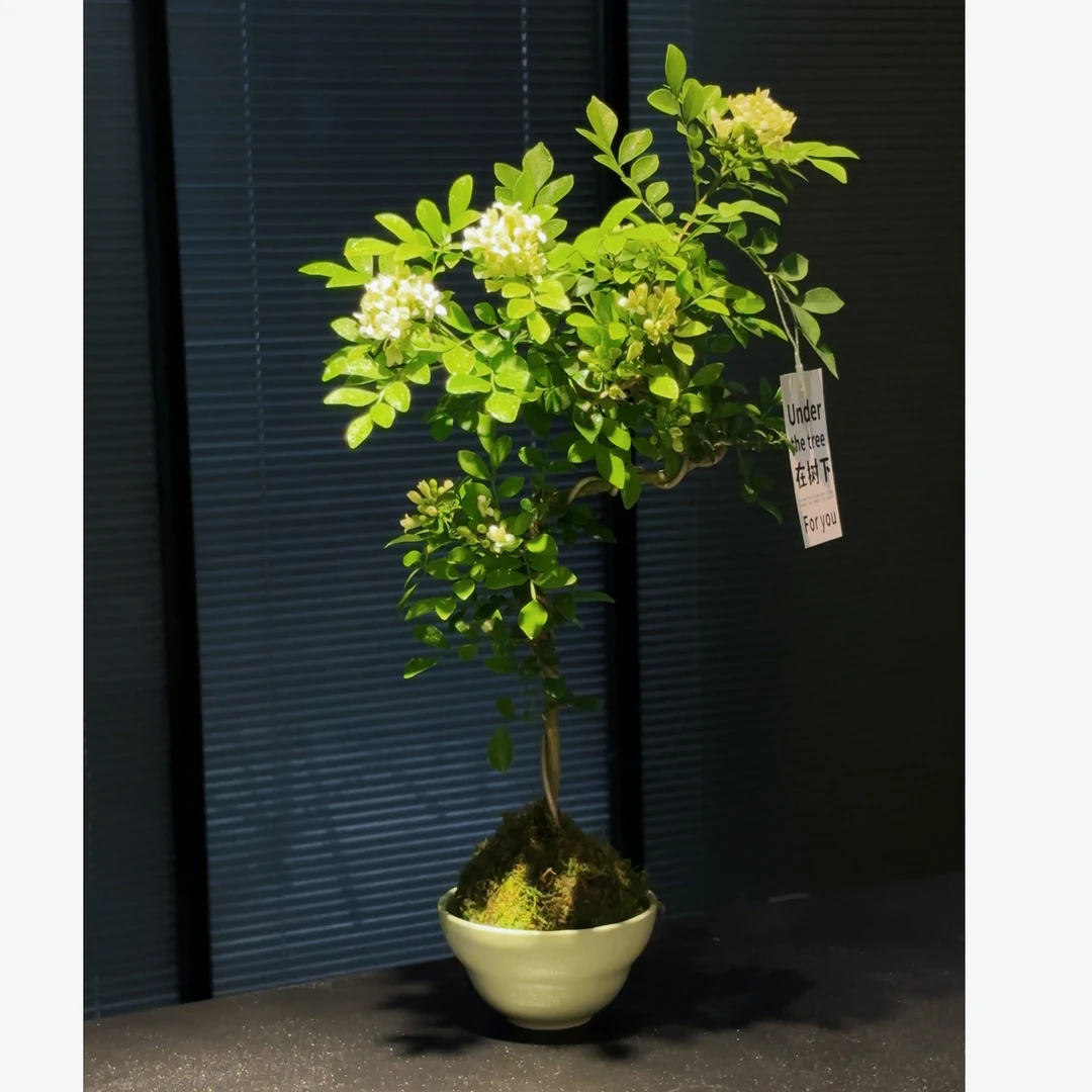 造型九里香好养易活绿植室内养护阳台养护绿植盆栽花卉