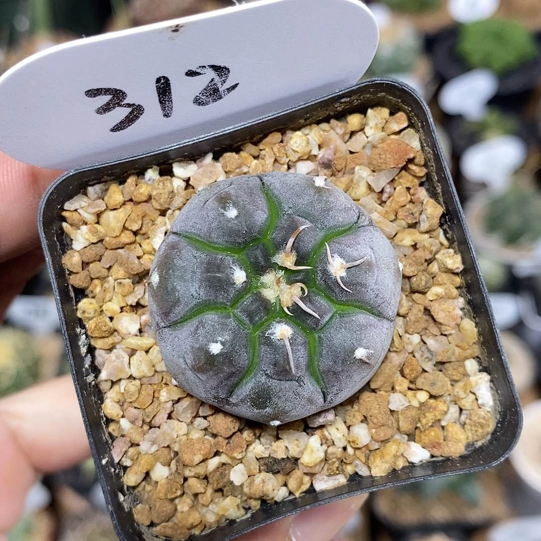 实生铅皮312号 3.3cm