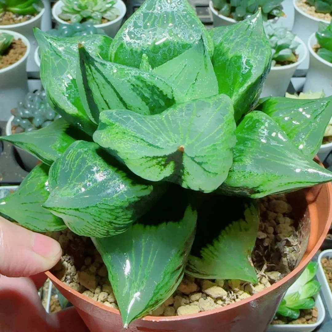 超大号绿胖子多肉