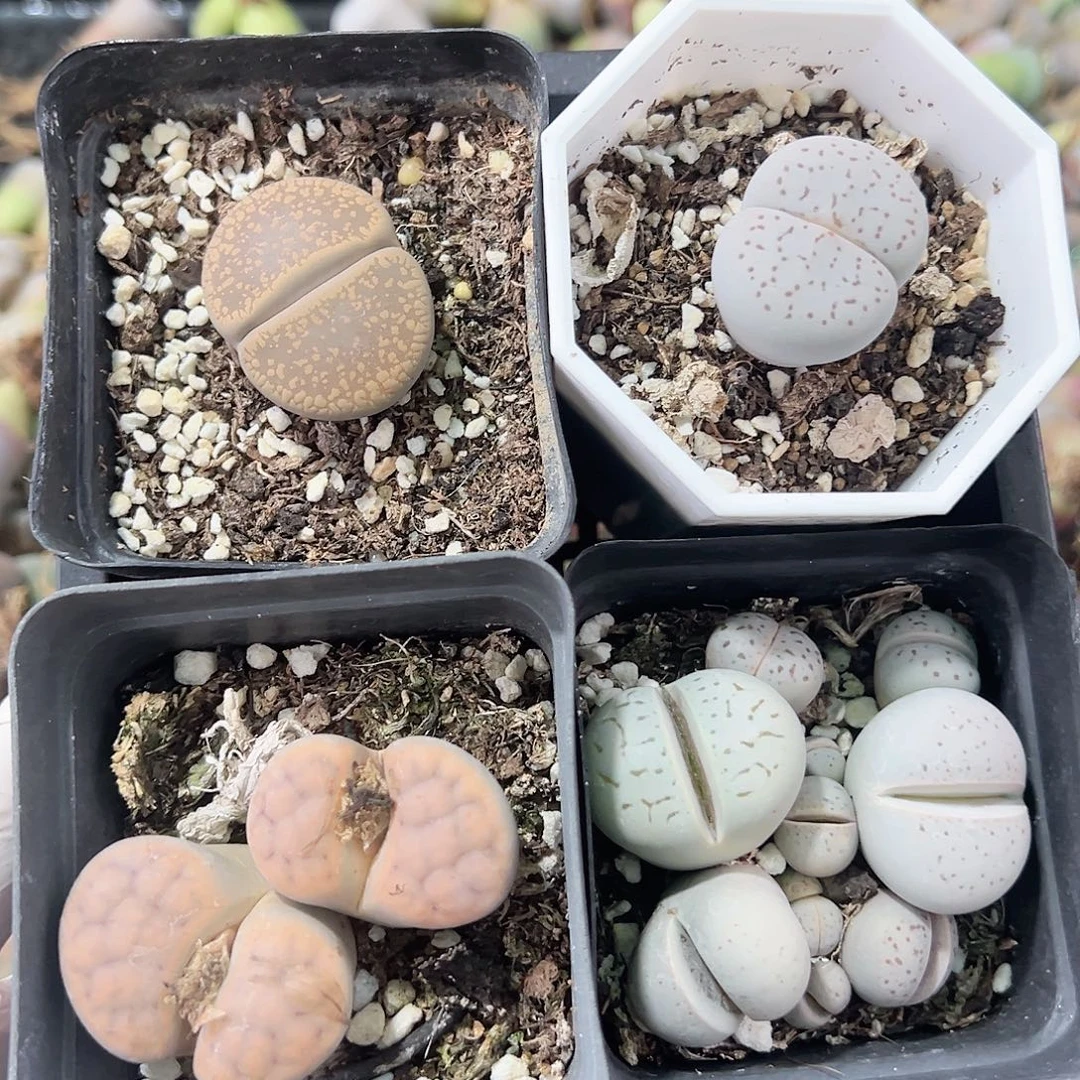 1005 好养易活生石花大母本4盆打包出