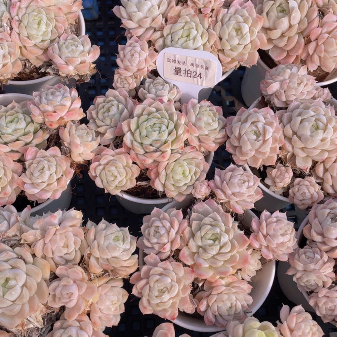 量拍24号手捧花冰边白月影6头起一个