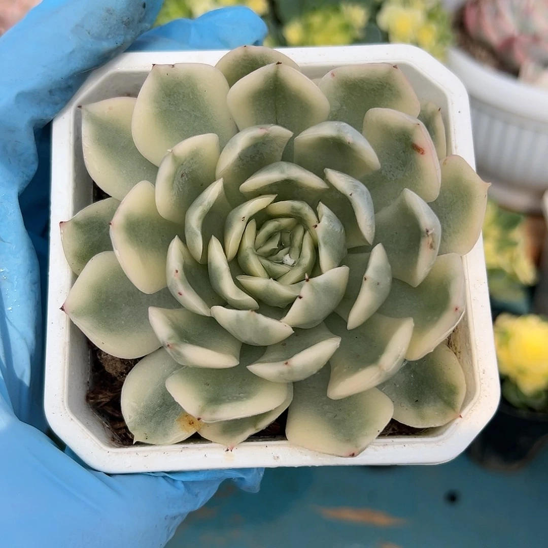 月亮仙子锦，多肉植物