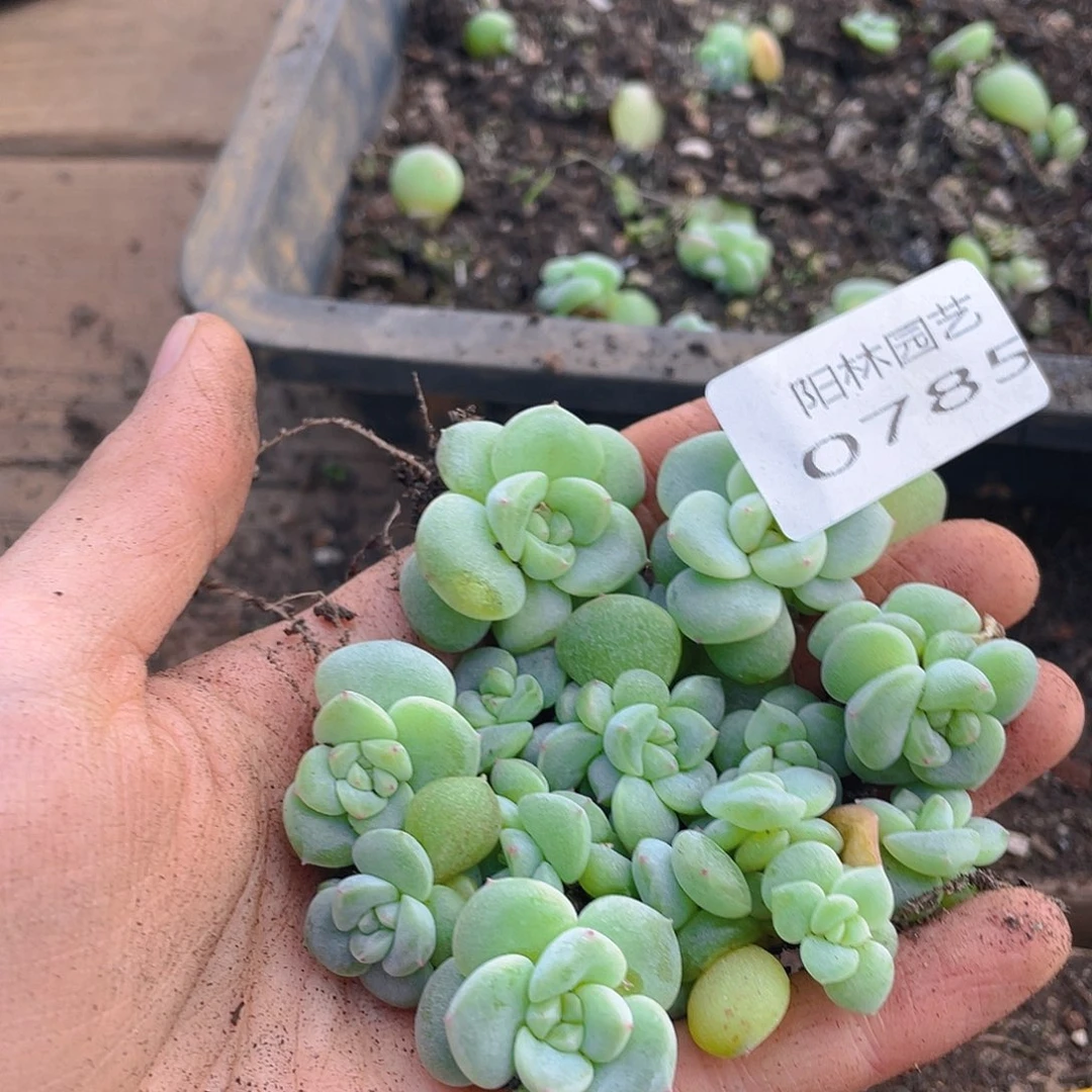 1***桃多肉植物多肉植物785