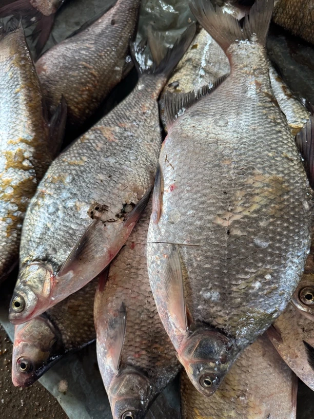 乌苏里江鳊花鱼（速冻）7斤顺丰包邮