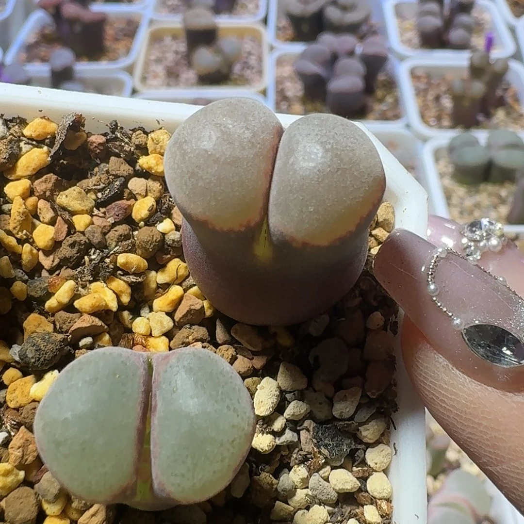 81号单头风铃一物一拍