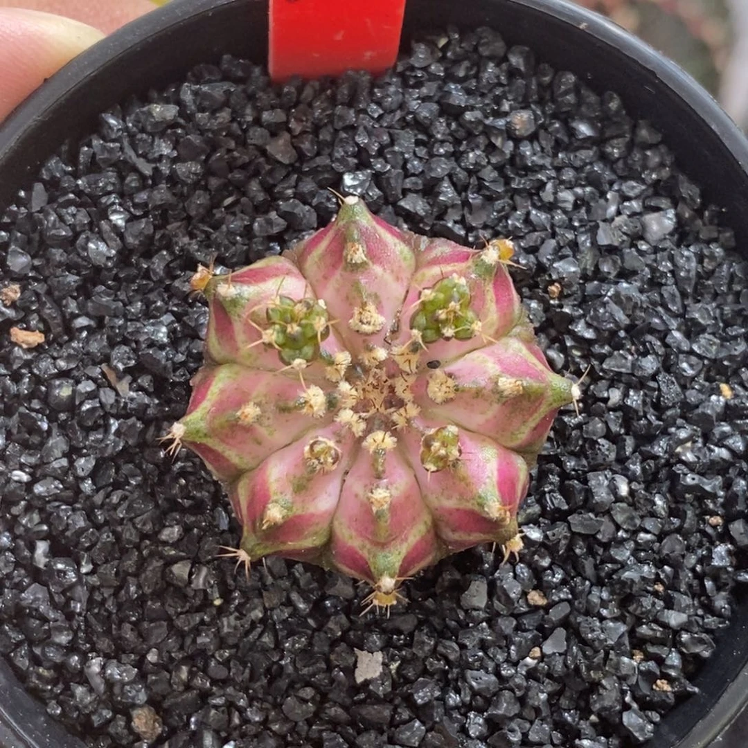 实生海神——脱土发货34