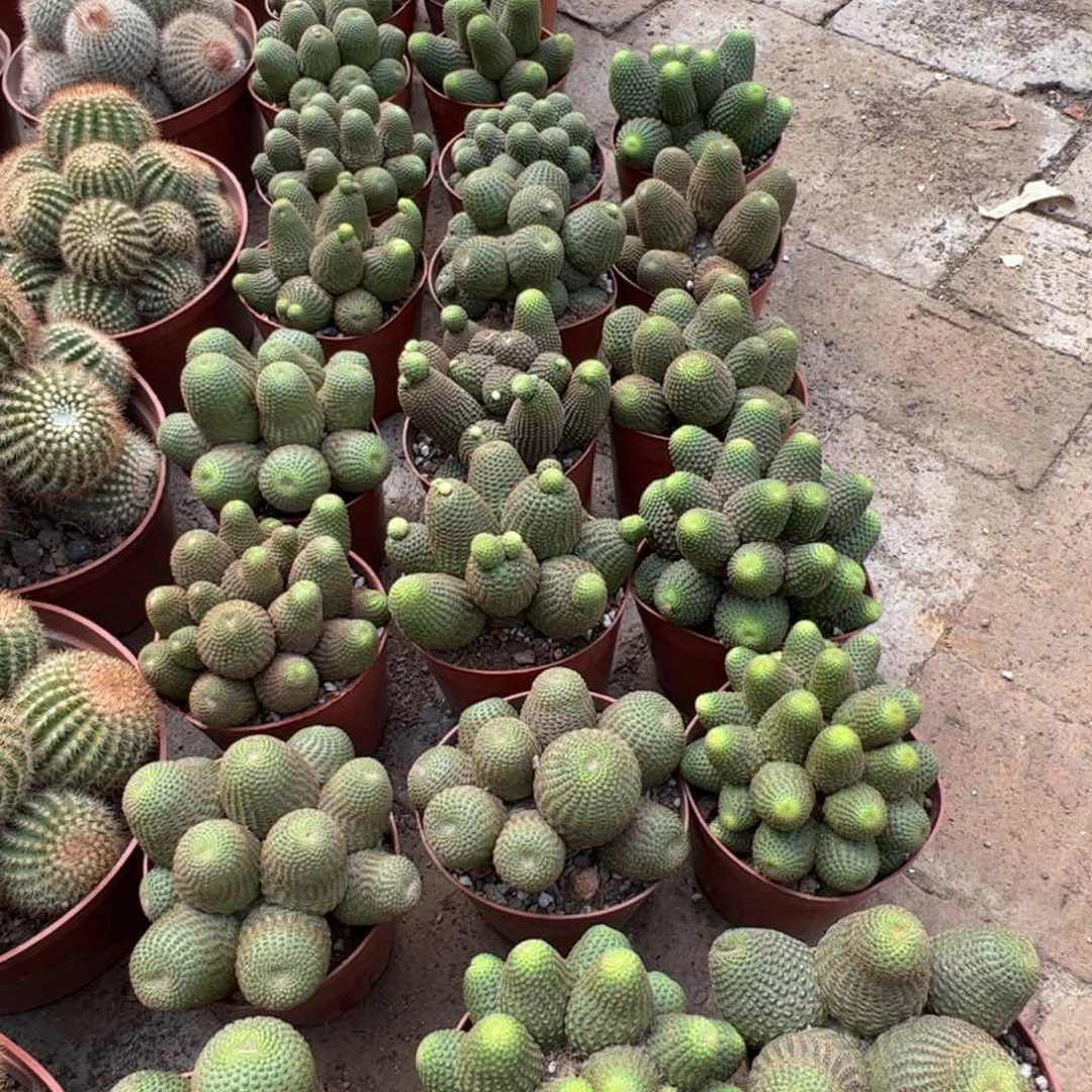 黑蝎子 满三单发货