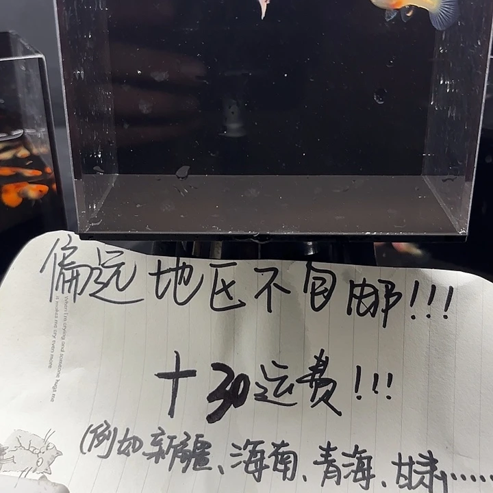 孔雀鱼天使彩虹孔雀鱼一对