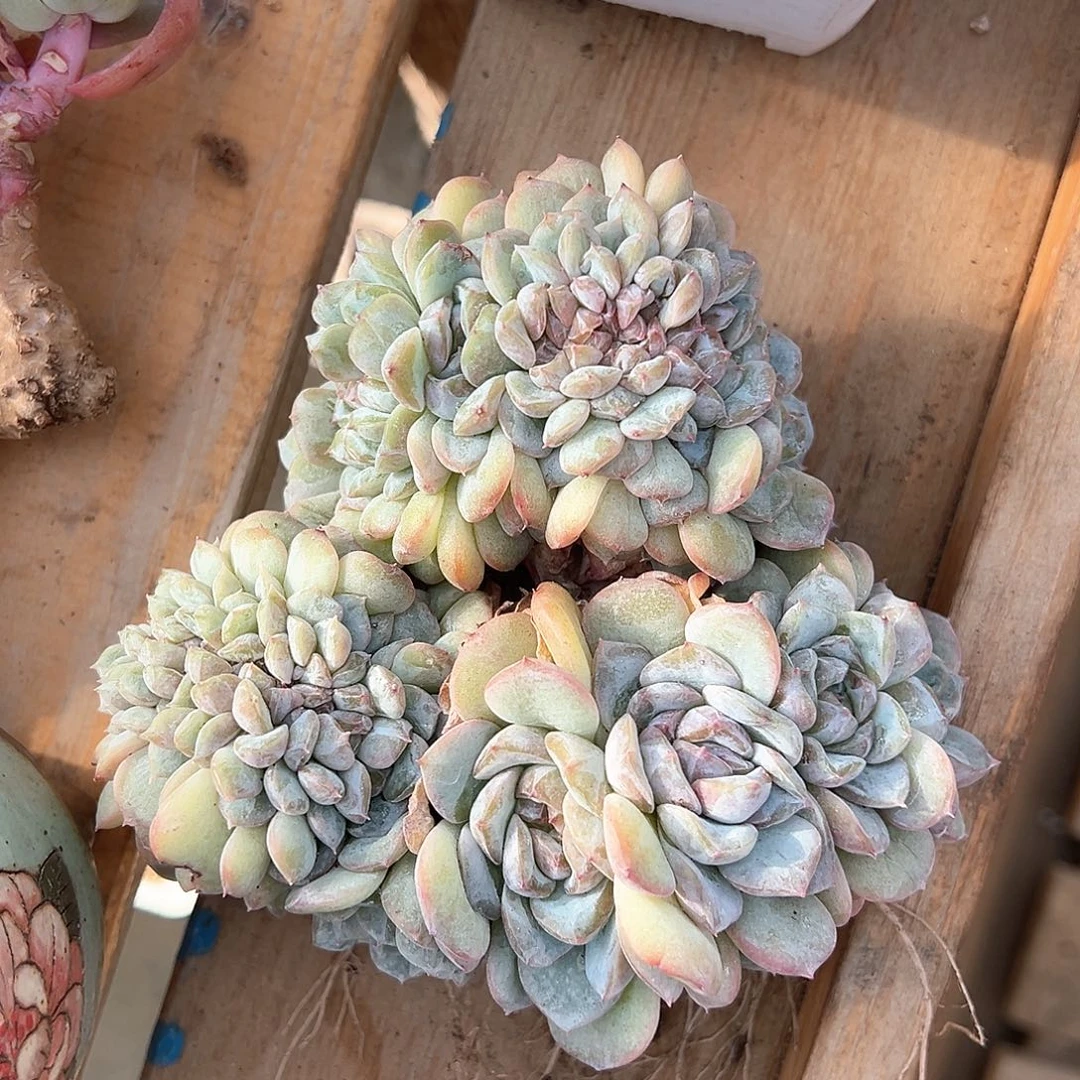 桐莹187专拍冰魄缀