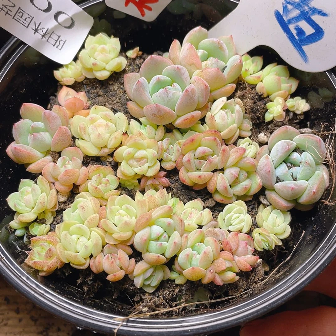 量拍多肉植物多肉植物3