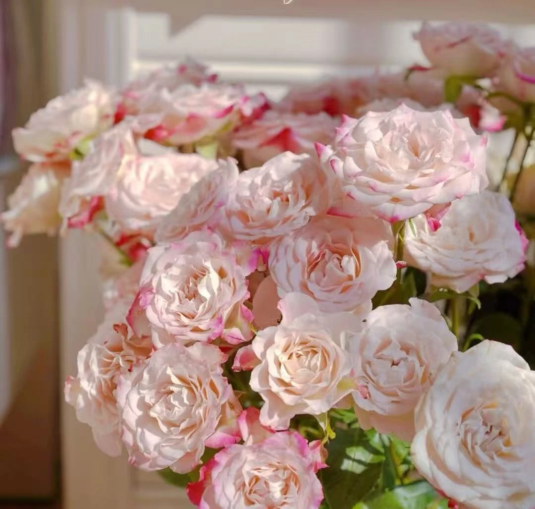 【折射多头玫瑰】一单顺丰包邮