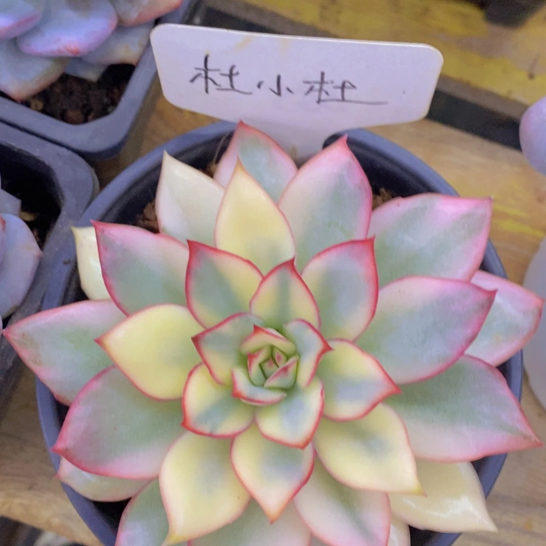 开心多肉，一物一拍，一单包邮