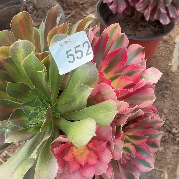 552号一物一拍1棵脱土