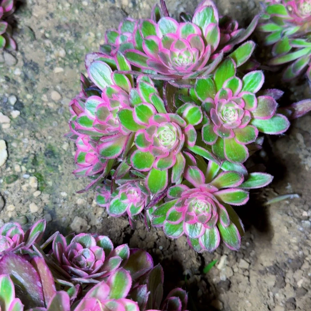 屋后面摘心桃花坞满20包邮